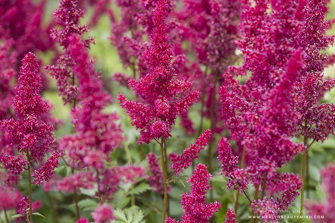 Spirea